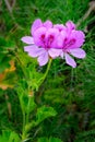 Pelargonium graveolens plant also known as Rose geranium with pink flowers Royalty Free Stock Photo