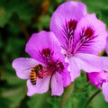 Pelargonium graveolens plant also known as Rose geranium with pink flowers and honey bee on it Royalty Free Stock Photo