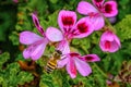 Pelargonium graveolens plant also known as Rose geranium with pink flowers and honey bee on it Royalty Free Stock Photo