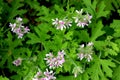 Pelargonium graveolens, Rose Geranium, Sweet scented geranium Royalty Free Stock Photo