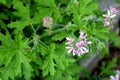 Pelargonium graveolens, Rose Geranium, Sweet scented geranium Royalty Free Stock Photo