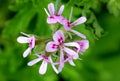 Pelargonium graveolens, Rose Geranium, Sweet scented geranium Royalty Free Stock Photo