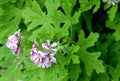 Pelargonium graveolens, Rose Geranium, Sweet scented geranium