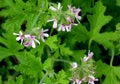 Pelargonium graveolens, Rose Geranium, Sweet scented geranium Royalty Free Stock Photo