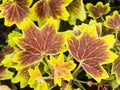 Pelargonium hortorum Bailey. Bedding Geranium,Geranium. Vancouver Centennial. Royalty Free Stock Photo
