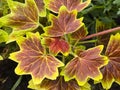 Pelargonium hortorum Bailey. Bedding Geranium,Geranium. Vancouver Centennial. Royalty Free Stock Photo