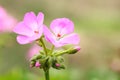 The pink Pelargonium hortorum Bailey flower