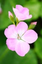 The pink Pelargonium hortorum Bailey flower