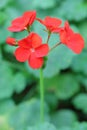 The red Pelargonium hortorum Bailey flower