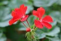 The red Pelargonium hortorum Bailey flower