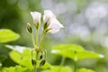 The buds and flowers of white Pelargonium hortorum Bailey