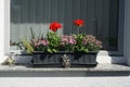 Pelargonium hortorum and Dianthus caryophyllus \'Pink Kisses\' bloom in June in a flower box. Berlin, Germany Royalty Free Stock Photo