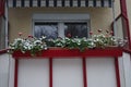 Pelargonium hortorum in flower boxes on the balcony under the snow in winter. Berlin, Germany