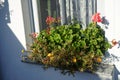 Pelargonium hortorum and Portulaca grandiflora flowers bloom in October in a flower box. Berlin, Germany