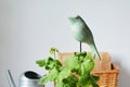 Pelargonium house plant inflorescences, wooden bird, rattan basket