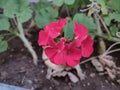 Pelargonium inquinans flower Royalty Free Stock Photo