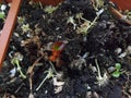 Pelargonium L`HÃÂ©r. Blooming time. Royalty Free Stock Photo