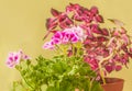 Pelargonium Lemona l-roze against leaves Coleus background