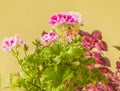 Pelargonium Lemona l-roze against leaves Coleus background