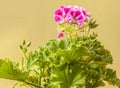 Pelargonium Lemona l-roze on green background