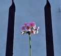 Pelargonium between the parapets Royalty Free Stock Photo