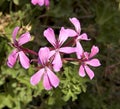 Pelargonium peltatum (geraniums,gipsies)