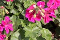 Pelargonium peltatum `Great Balls of Fire Blue`, Great Balls of Fire Blue Ivy Leaf Geranium