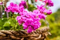 Pelargonium Peltatum Royalty Free Stock Photo