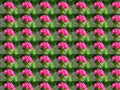Pelargonium_peltatum. Pelargonium peltatum Ivy geranium floral background concept wallpaper with repeated figures.