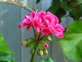 Pelargonium peltatum Ivy geranium. Outdoor garden summer flower with pink blooms and vibrant green leaves.