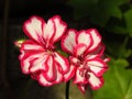 Pelargonium peltatum (Ivy geranium). Outdoor garden summer flower with red and white blooms.