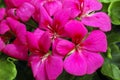 Ivy-leaf Geranium flower Royalty Free Stock Photo