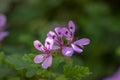 Pelargonium quercifolium violet pink purple flowers in bloom, ornamental balcony flowering plant