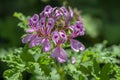 Pelargonium quercifolium violet pink purple flowers in bloom, ornamental balcony flowering plant