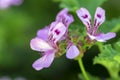 Pelargonium quercifolium violet pink purple flowers in bloom, ornamental balcony flowering plant