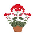 Pelargonium with red flowers