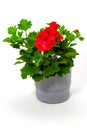 Pelargonium red in pots on a white background garden geranium pelargoniums with buds on a white background Royalty Free Stock Photo