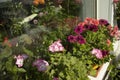 Pelargonium or royal geranium flowers on a balcony or terrace, close-up