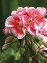 Pelargonium Schone Helena Royalty Free Stock Photo