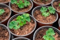 Pelargonium seedlings being replanted into pots Royalty Free Stock Photo