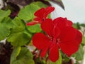 Pelargonium sp Royalty Free Stock Photo