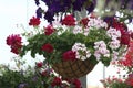 Pelargonium in to the hanging basket