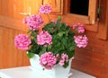 Pelargonium in the white pot