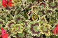 Pelargonium x hortorum `Velma Cox`, Zonal Geranium Royalty Free Stock Photo