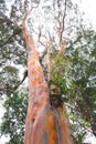 Pelawan Tree or Tristaniopsis merguensis Griff Royalty Free Stock Photo