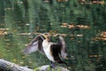 Pelecanus carbo, adult great cormorant bird