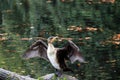 Pelecanus carbo, adult great cormorant bird Royalty Free Stock Photo