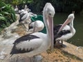 ( Pelecanus conspicillatus ) The Timor pelican , a water bird