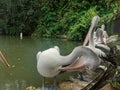 ( Pelecanus conspicillatus ) The Timor pelican , a water bird