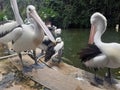 ( Pelecanus conspicillatus ) The Timor pelican ,a water bird